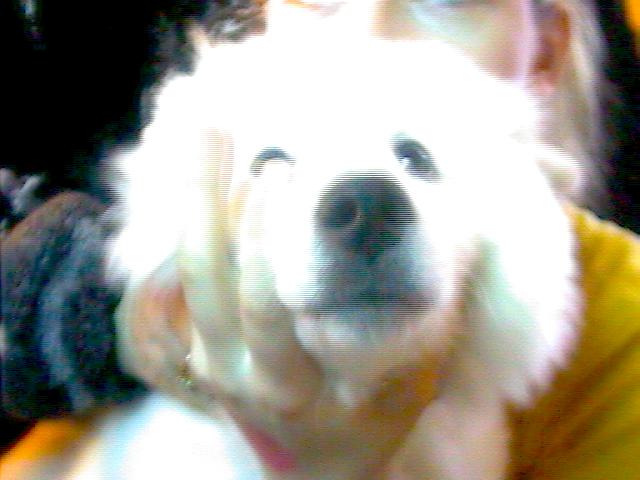 littlebear.jpg